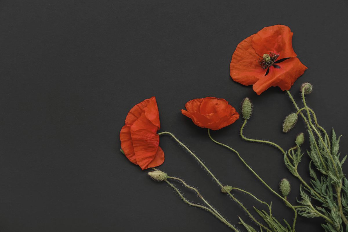 Honouring Remembrance Day in Canada: A Tribute to Heroes